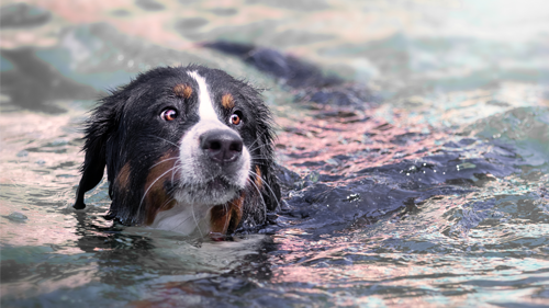 Das Erlebnisbad in Merzig: 5. Merziger Hundeschwimmen im Naturbad Heilborn